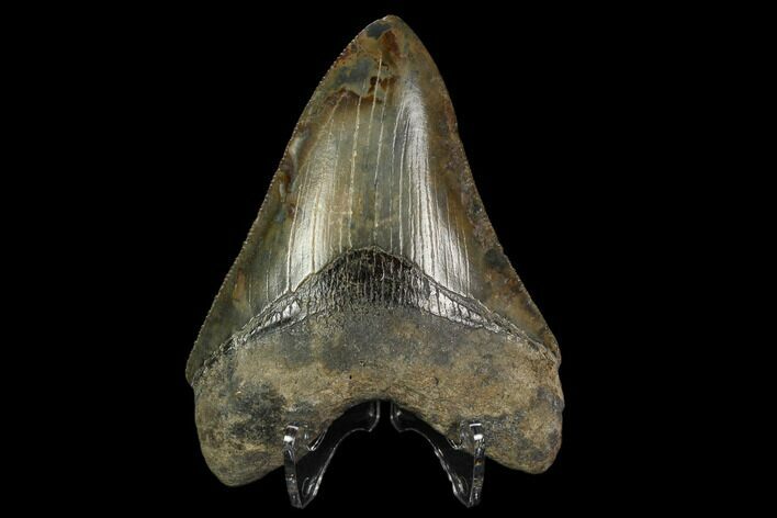 Serrated Fossil Megalodon Tooth - Colorful Blade #129168